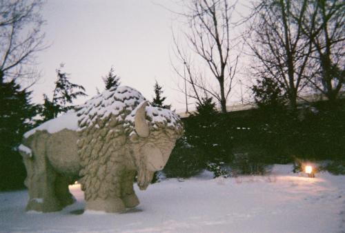 The white buffalo monument commemorating the 1862 hangings in Mankato, MN. Photo by Alex A. 